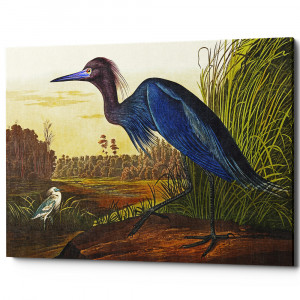6111255_2628 Картина «Большая голубая цапля» (холст, галерейная натяжка) Object Desire