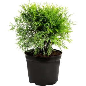 Туя западная «Тини Тим» C7.5