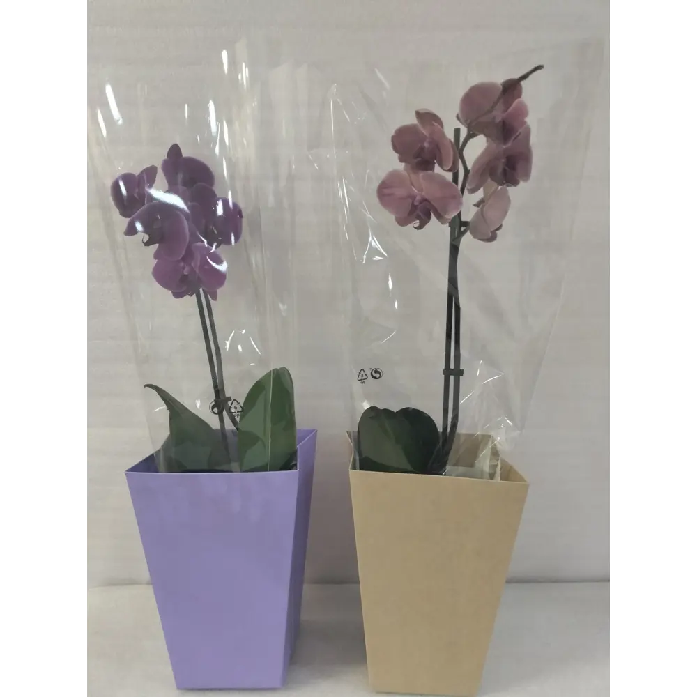Santreyd Орхидея Фаленопсис с цветами-бабочками в горшке 86750213 STLM-0071264