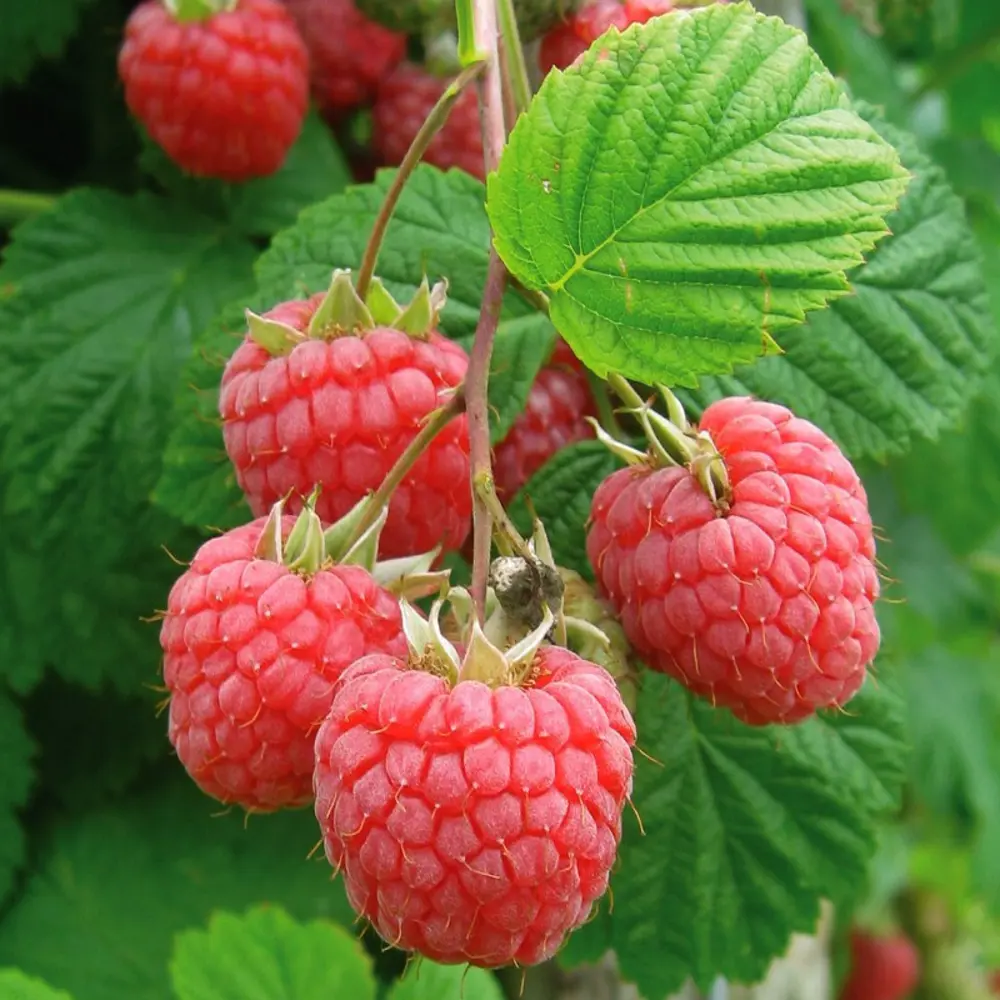 Santreyd Малина Руби Бьюти карликовая ремонтантная для террас и патио 87811899 STLM-0075785 - Вид №4