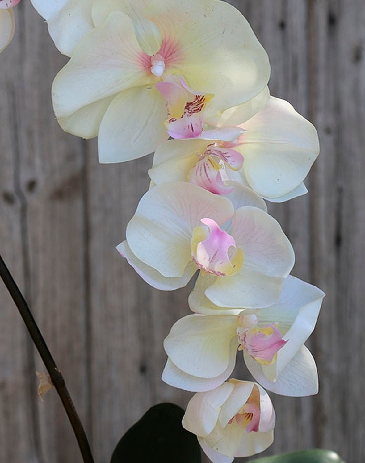 2526 755 a2 Искусственная орхидея Phalaenopsis, 73 см, real touch, бежево-розовая H-andreas  - Вид №3