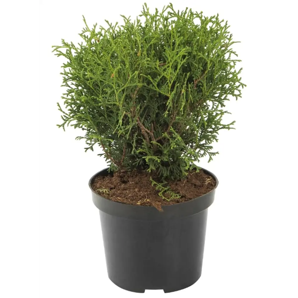 Туя западная Тини Тим Santreyd - шаровидный хвойный кустарник для ландшафтного дизайна 89365410 STLM-1414261