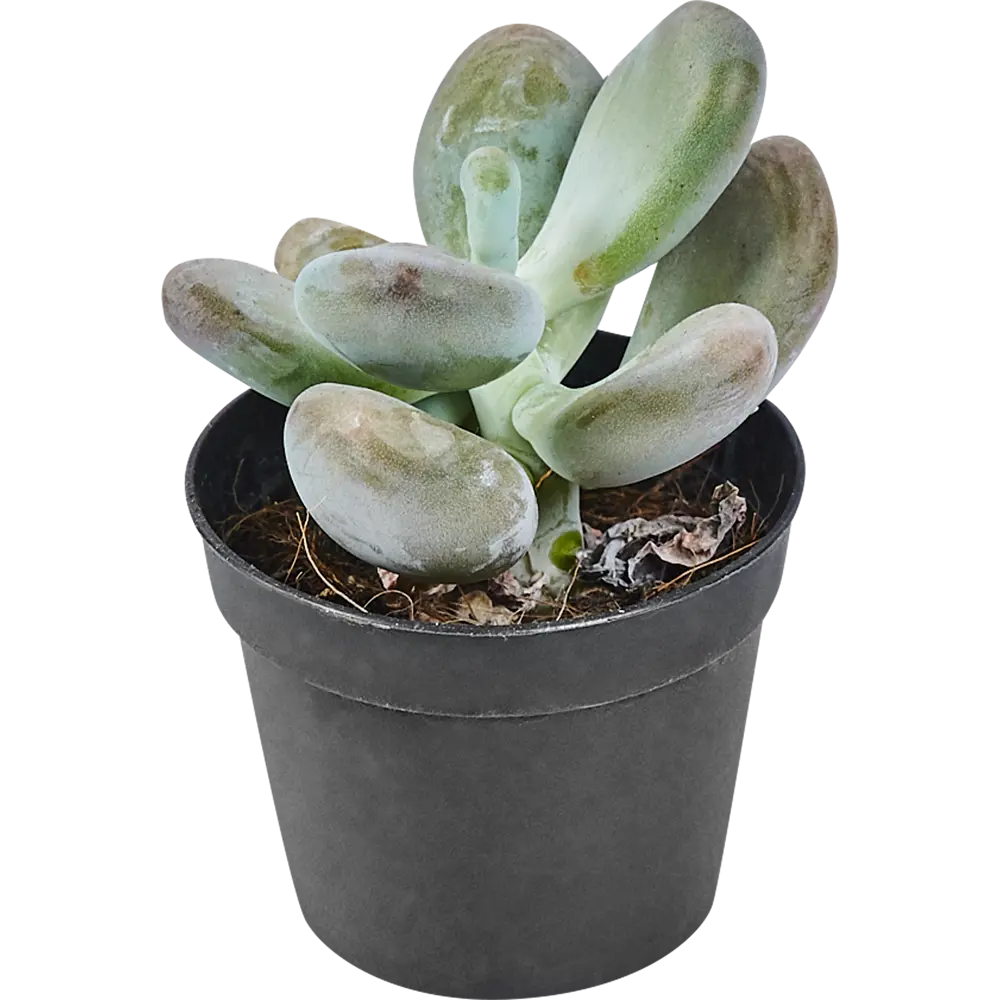 Santreyd Суккулент микс — живой декор для интерьера 82894901 STLM-0037679 - Вид №3