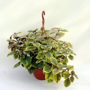 Santreyd Плектрантус пестролистный в кашпо - тропическая элегантность 89338379