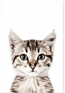 Groovy Magnets Магнитный плакат Animal Pos-62-c