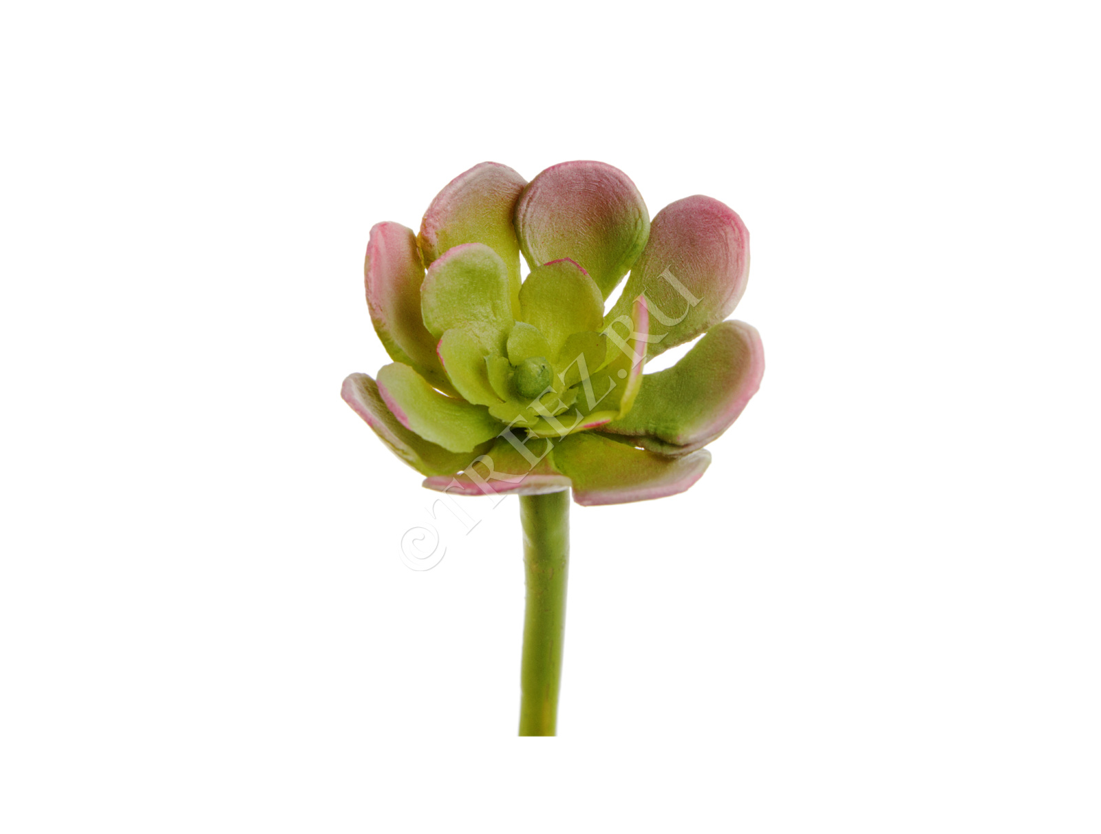 30.0616197LGR Мини-суккулент Эониум Декорум св.зелёно-розовый Цветочная коллекция 