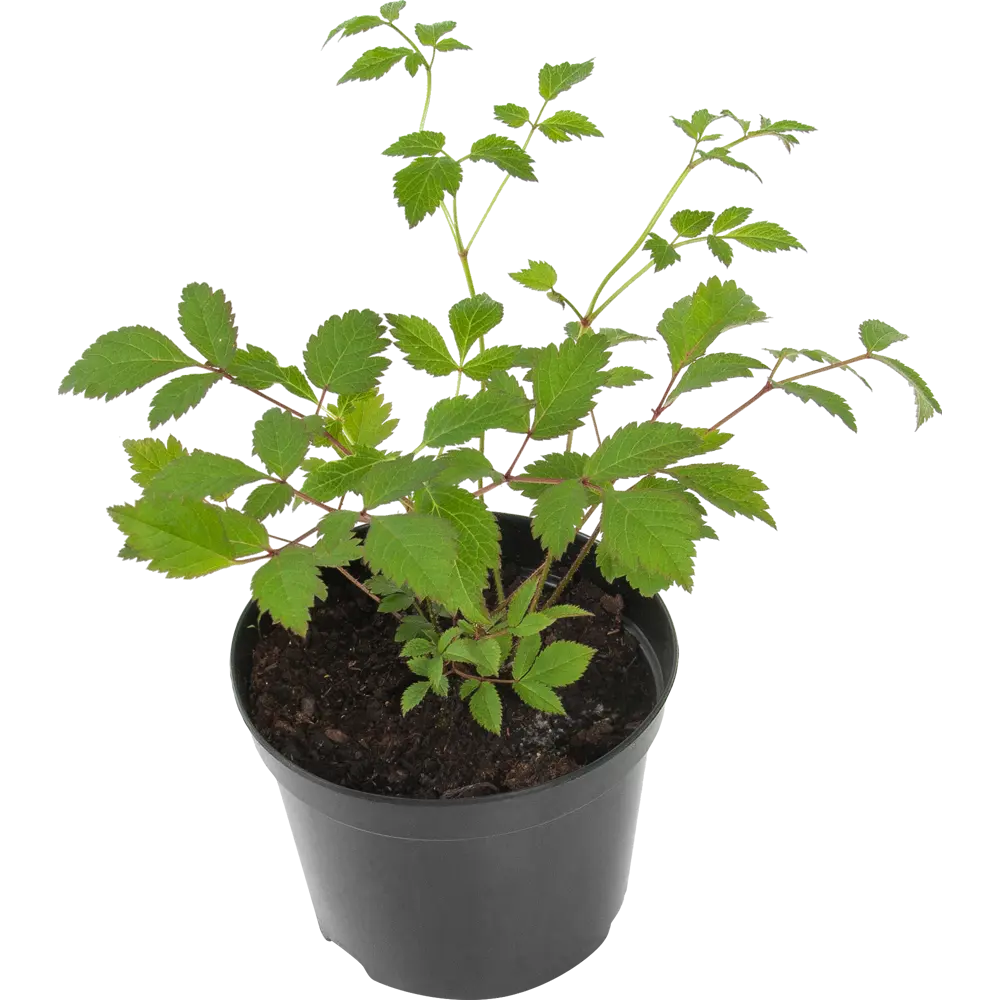 Астильба «Аметист» 15x45 см 82625221 STLM-2173501 PLANTMARKET 
