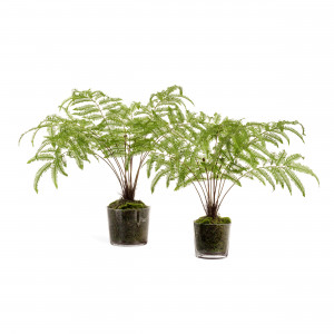 2000983195746 Железный папоротник Элегант большой CARPET DECOR