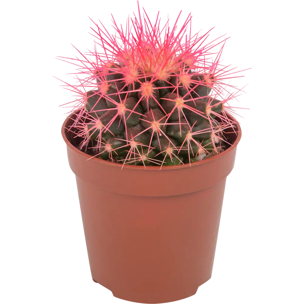 Santreyd Кактус Грузони — шаровидный суккулент для интерьера 82877372 STLM-1347974 - Вид №1