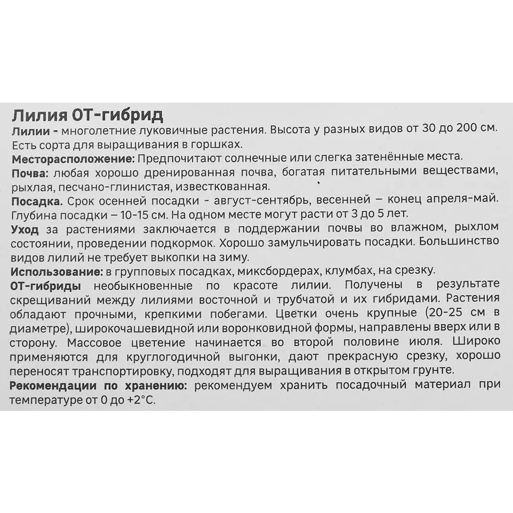 Лилия Geolia от-гибрид Пепл Принц 86408653 STLM-2022721  - Вид №3