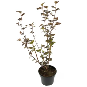 Пузыреплодник Diablo от Santreyd - декоративный кустарник с бордовой листвой 84841633