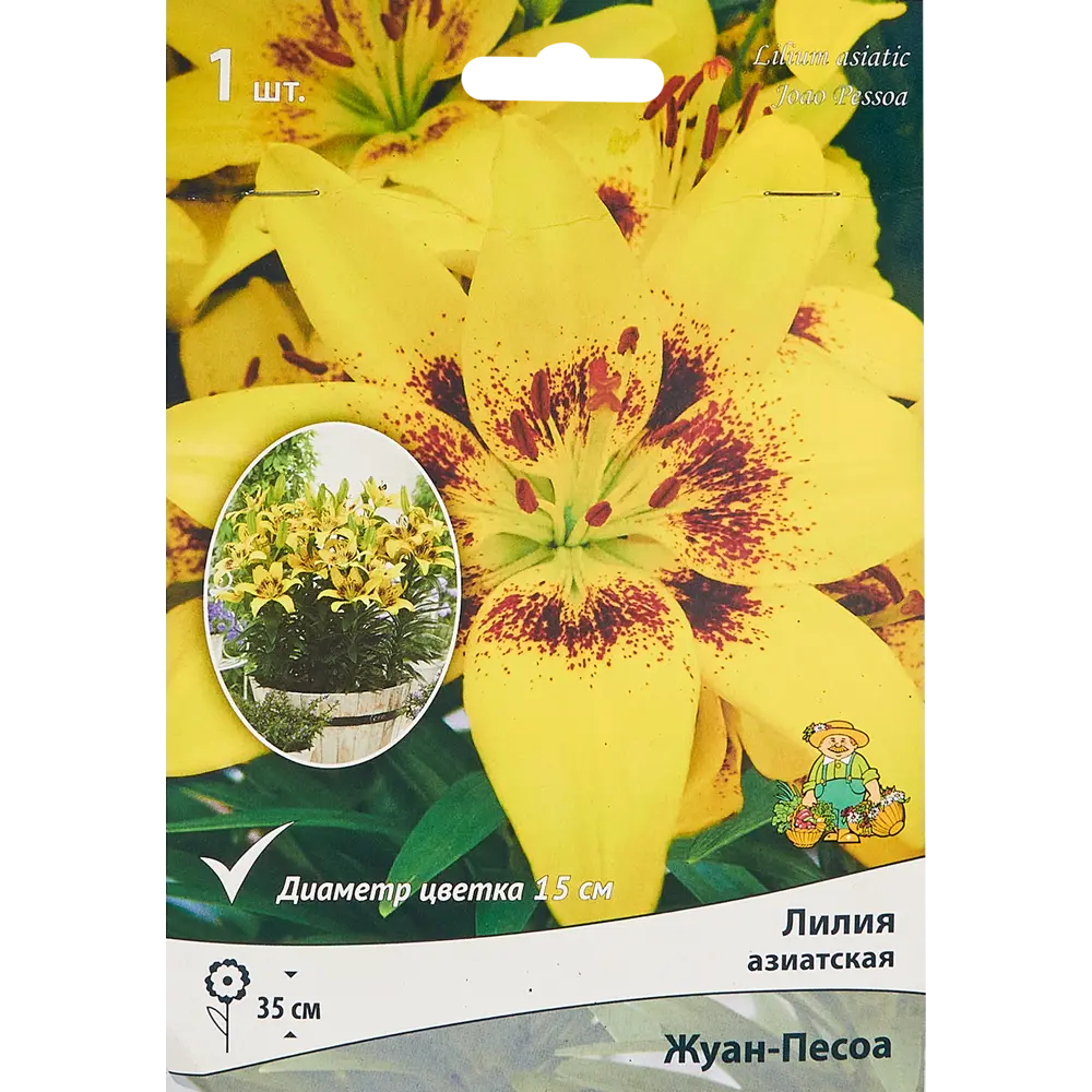 Лилия азиатская Жуан-песоа 85205798 STLM-2075393 ПОИСК 