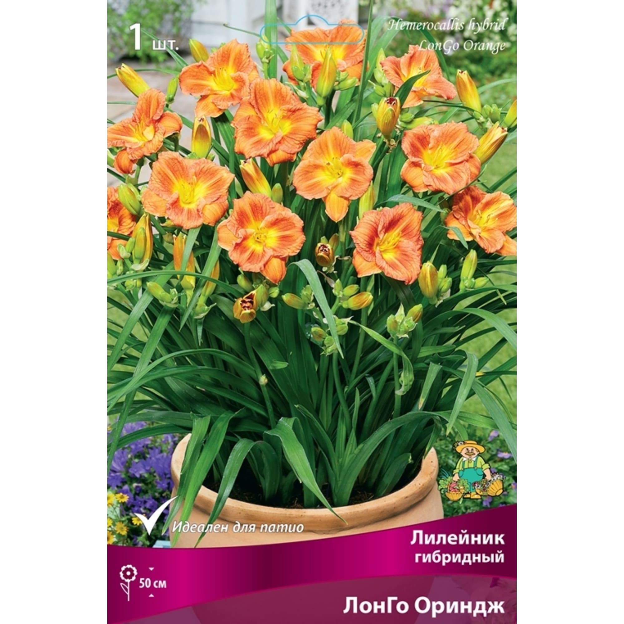 83597564 Лилейник гибридный Лонго Ориндж луковица I Santreyd 