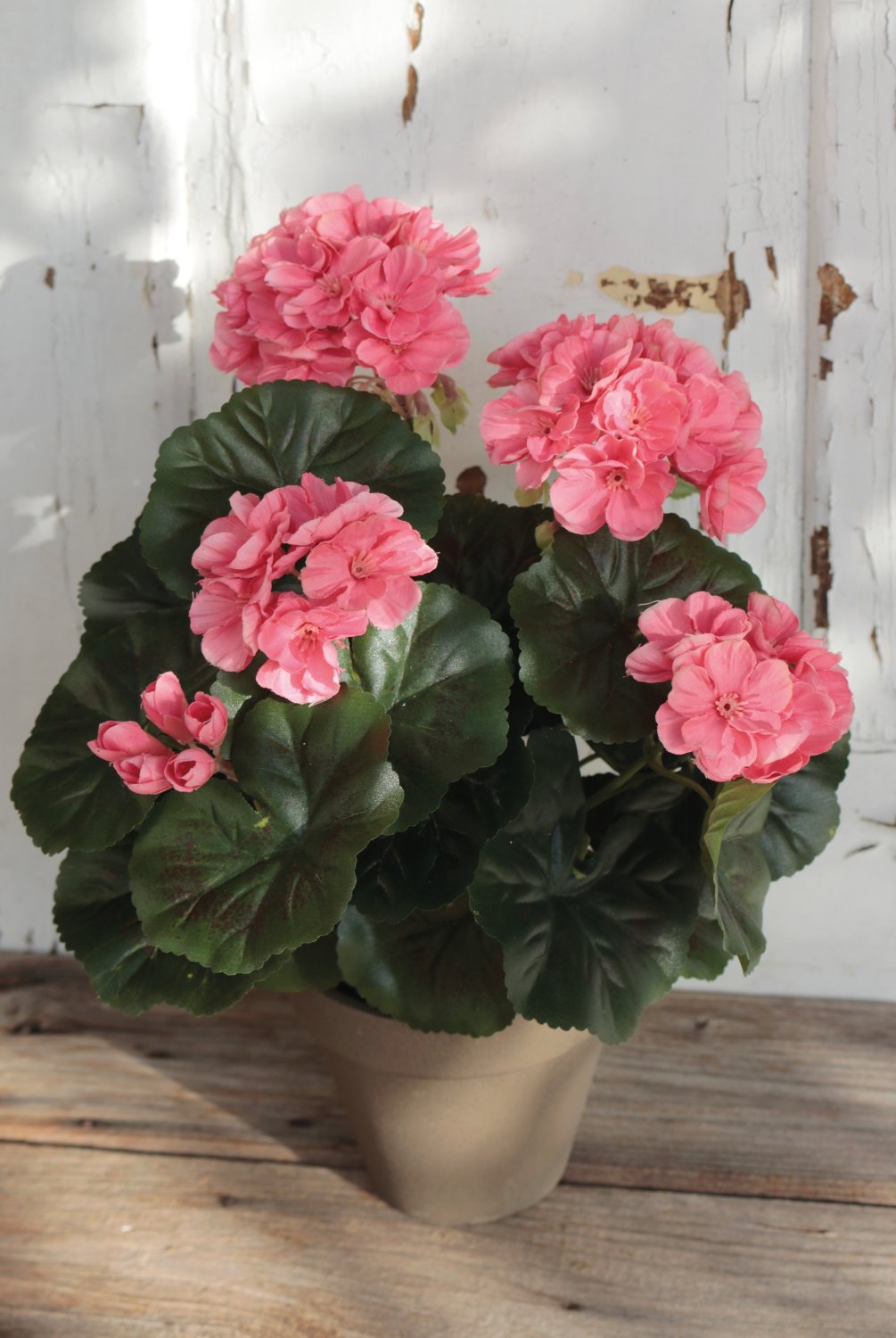 9716 553 a3 Герань шелковая, горшечная, 33 см, абрикос H-andreas 