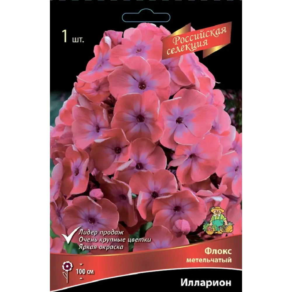 Флокс метельчатый Илларион ПОИСК STLM-2108602
