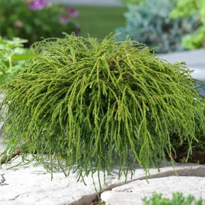 Santreyd Кипарис Филифера Нана - карликовый хвойник с нитевидными побегами 89363783