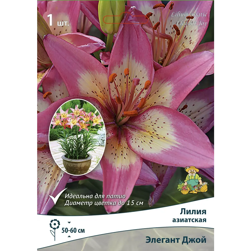 Лилия азиатская Элегант Джой Патио ПОИСК STLM-2035289
