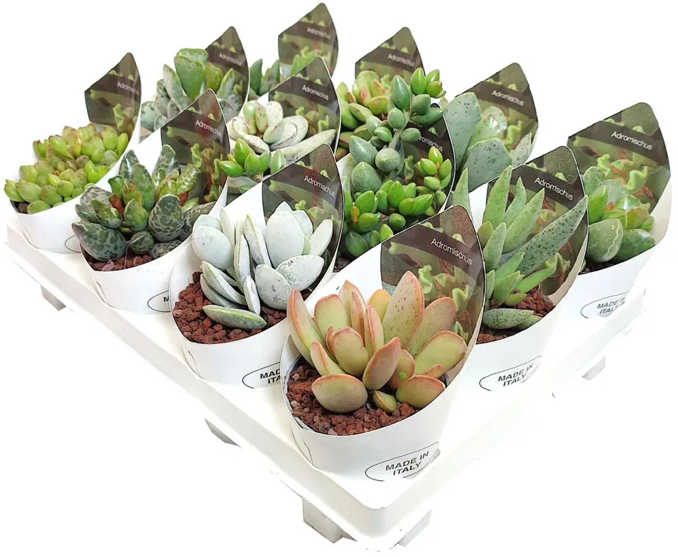 Адромискус микс Santreyd - суккулент для домашнего интерьера 88477127