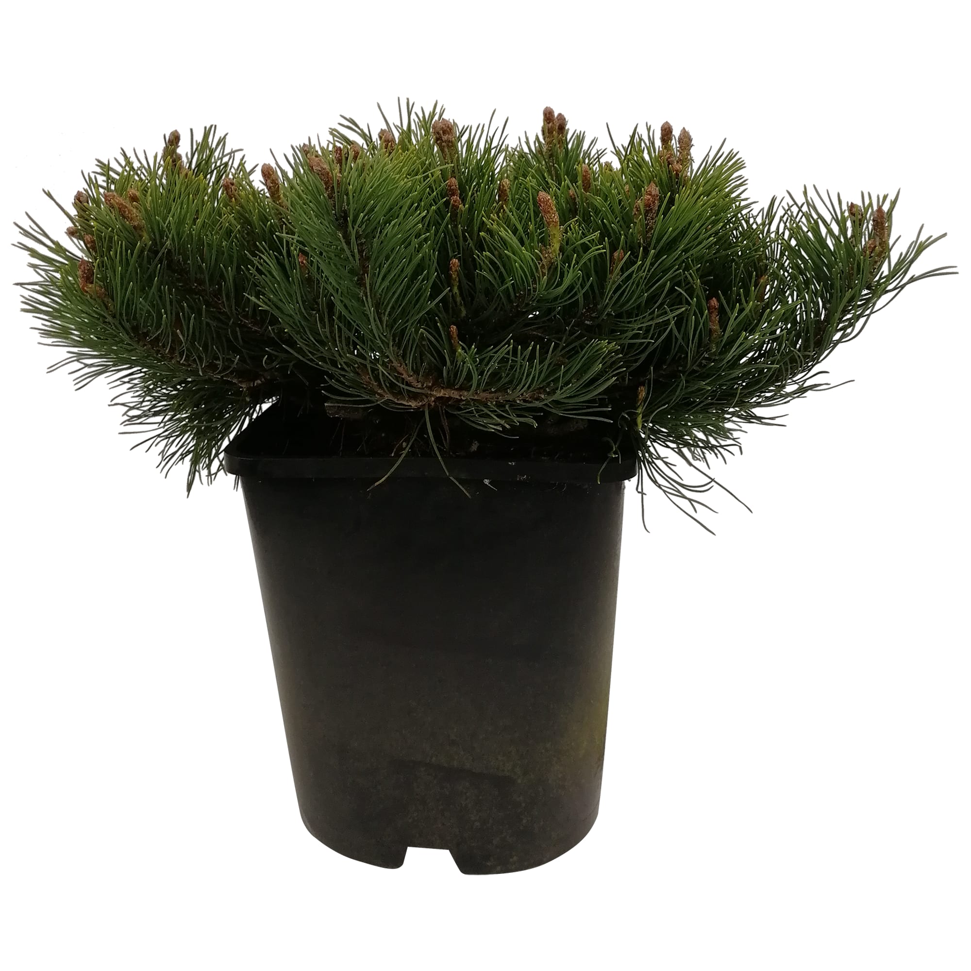 82219048 Сосна горная «Мугус» 3 л h30 см Santreyd 