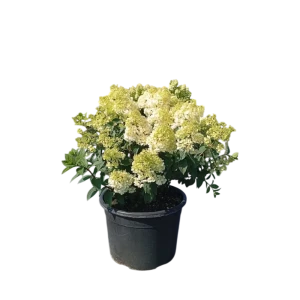 Гортензия метельчатая Сандей Фрайз ø32 h40 - 60 см