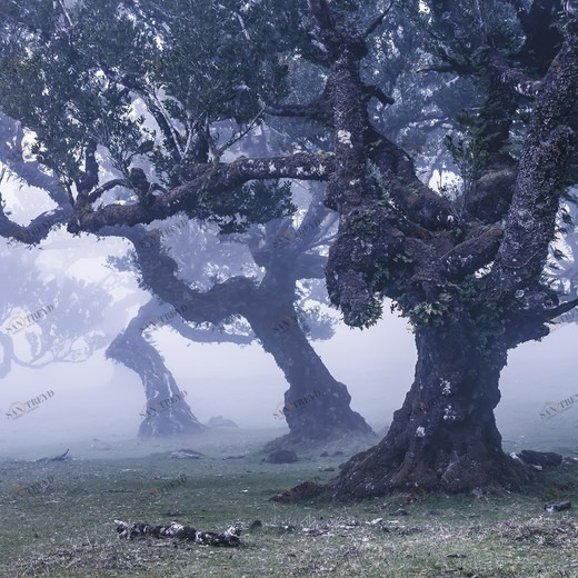 SH052-VD4-Ghost-Line Фотообои Komar Stefan Hefele 2.5х4 м SH052VD4GHOSTLINE