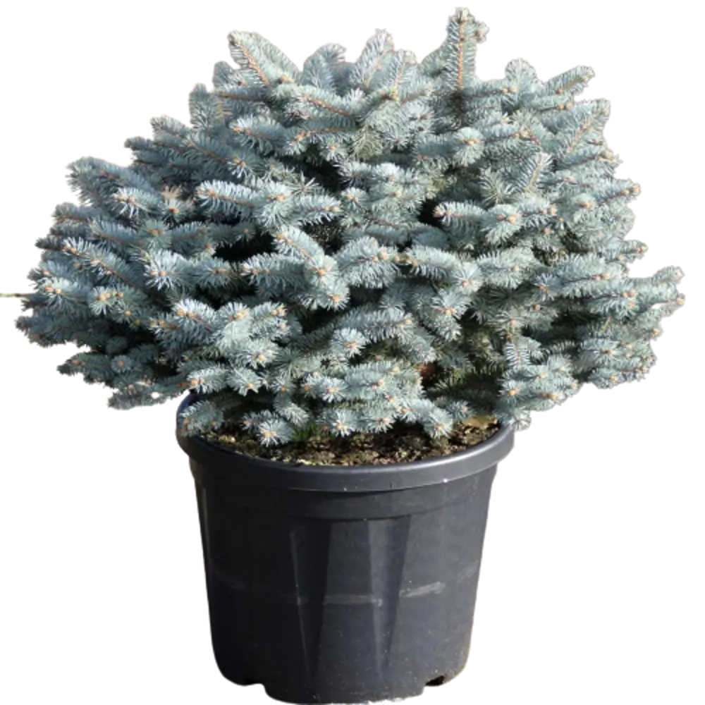 Ель колючая Глаука Глобоза ø15 h45 см 84834190 STLM-2057525 PLANTMARKET 