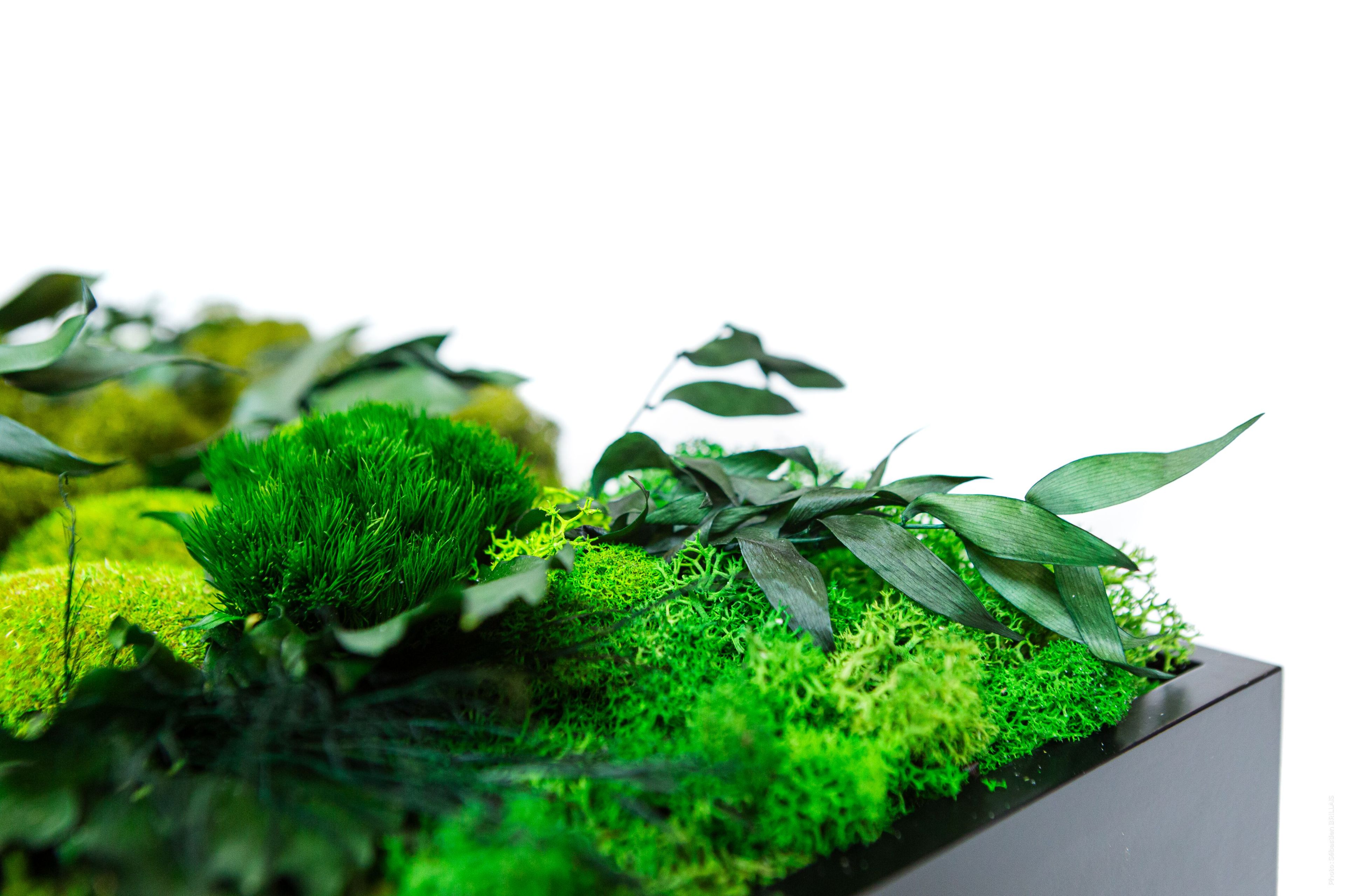 Растительная картина в лишайниках Tecsound PureKustik ARCH-00093539 - Вид №4