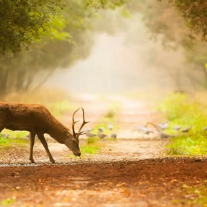 C1-346 Фотообои DIVINO Collection C 1.47х3 м