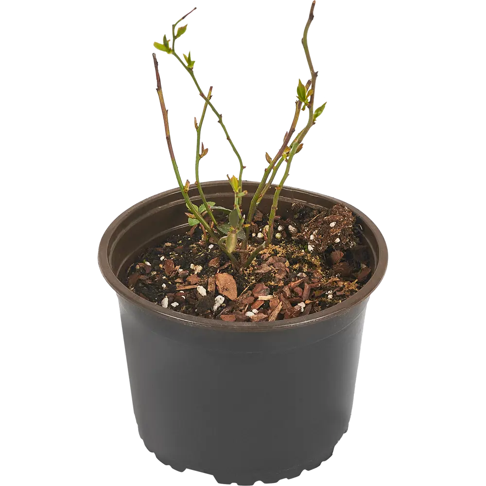 PLANTMARKET Голубика Блюголд - саженец для богатого урожая 84834888 STLM-1580597 - Вид №2