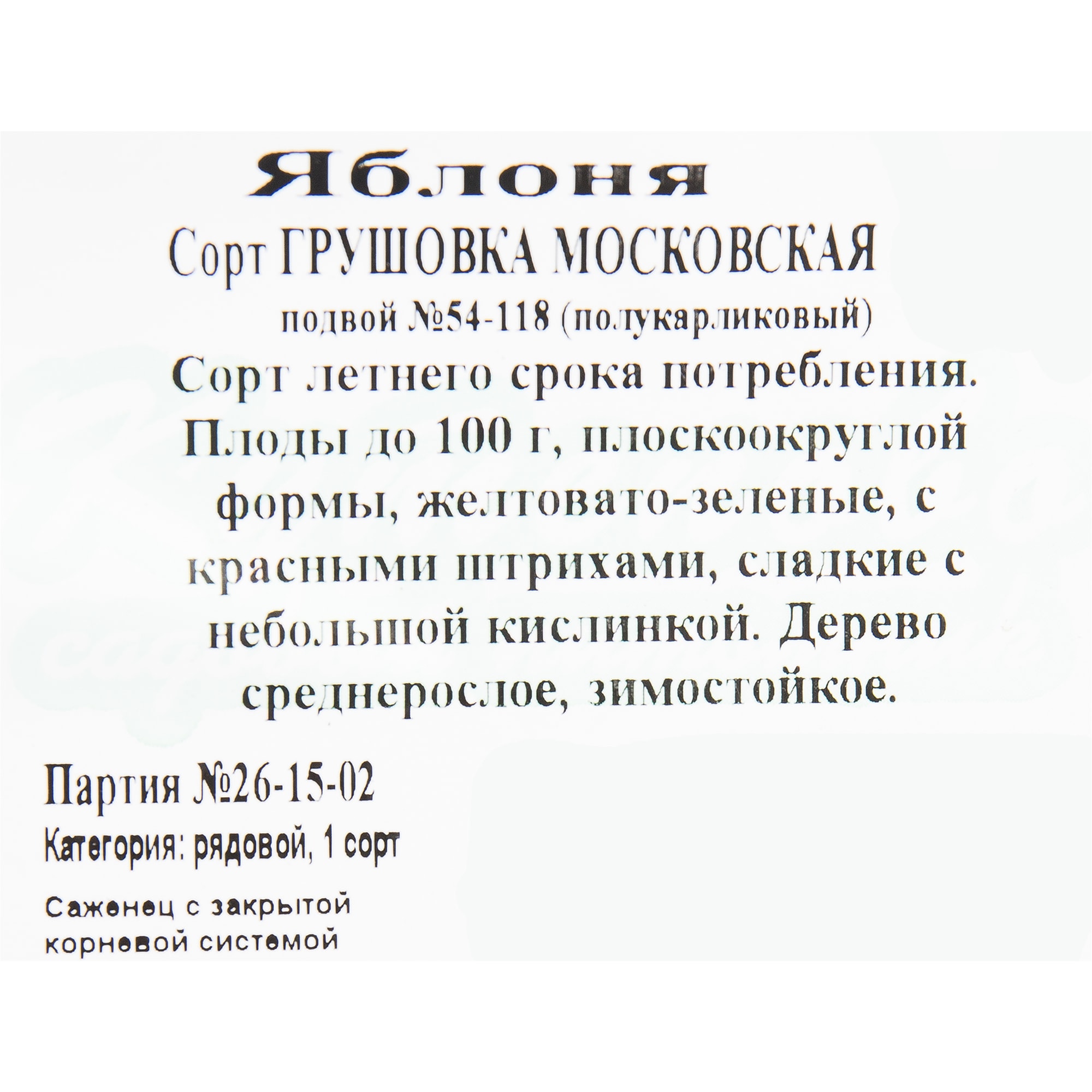 82597153 Яблоня «Грушовка Московская» C4 высота 140 см Santreyd  - Вид №1