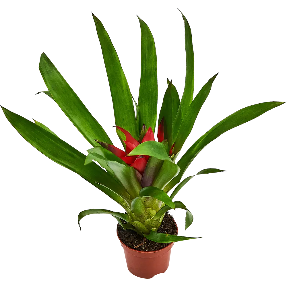 Santreyd Гузмания Раннер Блитз - живой акцент для интерьера 87890507 STLM-0952081