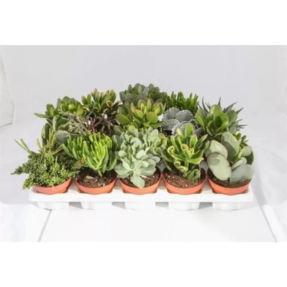 Santreyd Крассула микс — суккулент для современного интерьера 89354582 STLM-1365373