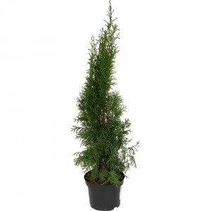 82219053 Туя западная «Смарагд» 2.5 л h60 см