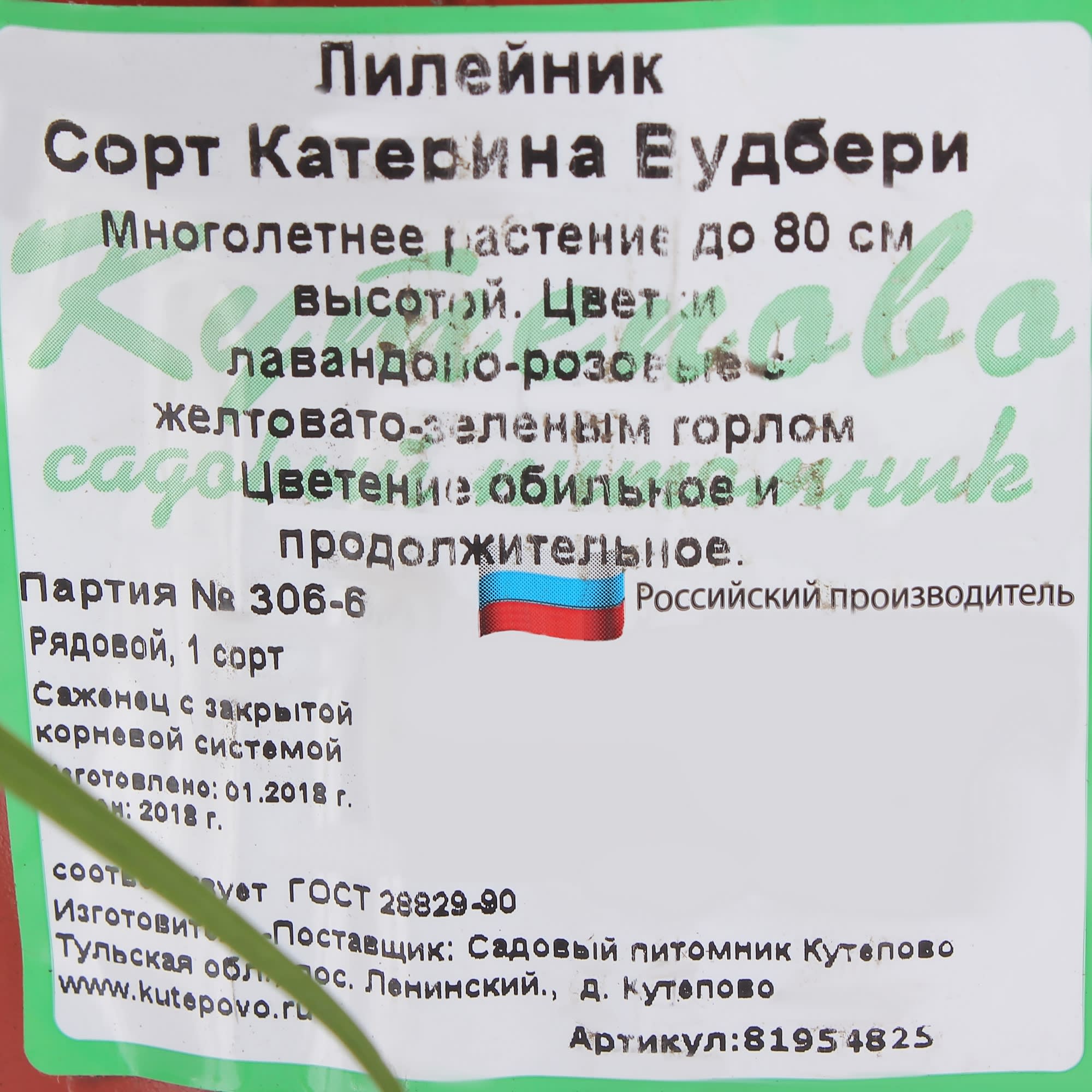 81954825 Лилейник С1 «Катарина Вудберри» Santreyd  - Вид №1