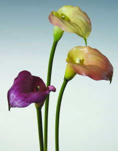 3808 303 a2 Искусственная калла лилия, 54 см, real touch, светло-оранжевый H-andreas