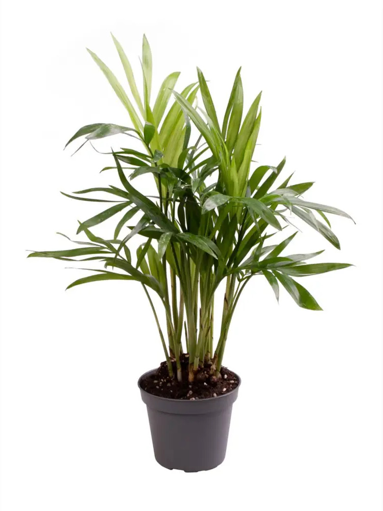 Хамедорея Элеганс от Santreyd — изящная комнатная пальма 89375034