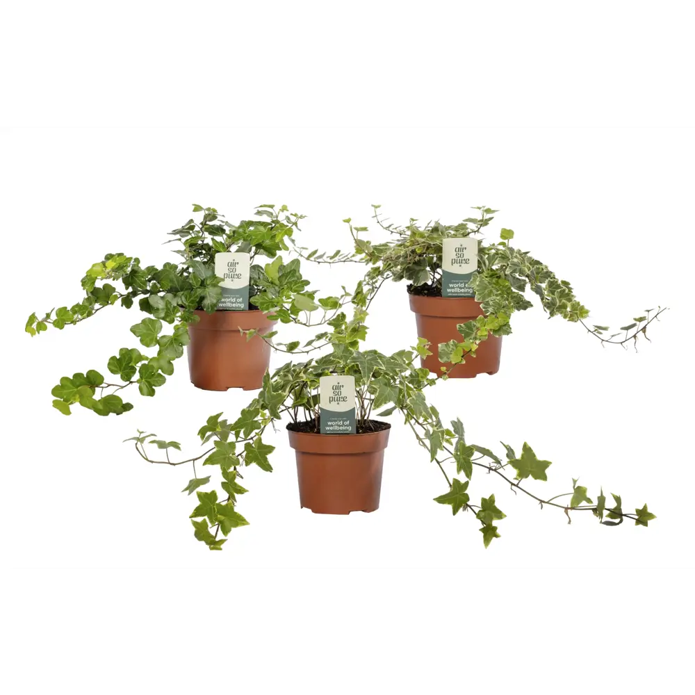 Santreyd Хедера микс — вечнозеленый плющ для интерьера 89379928 STLM-1458135