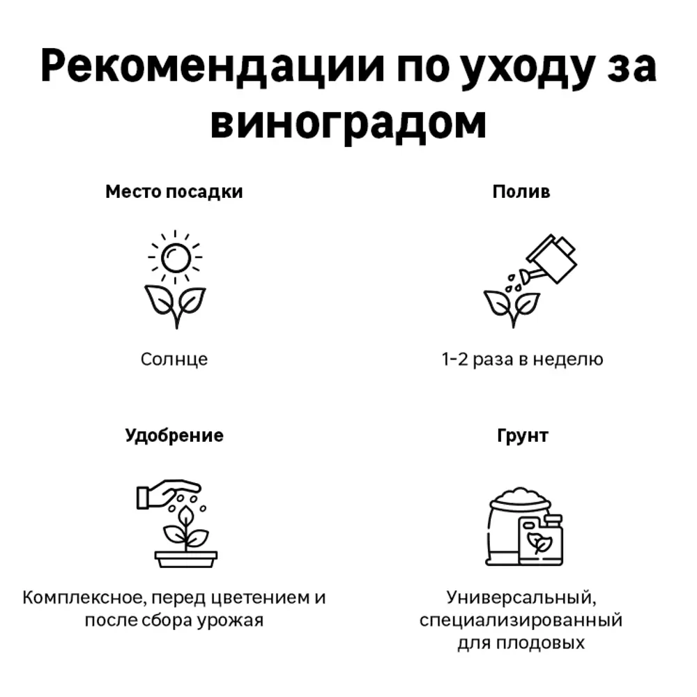 Виноград плодовый С2 «Каберне северный» h50 81954904 STLM-2072979 Santreyd  - Вид №3