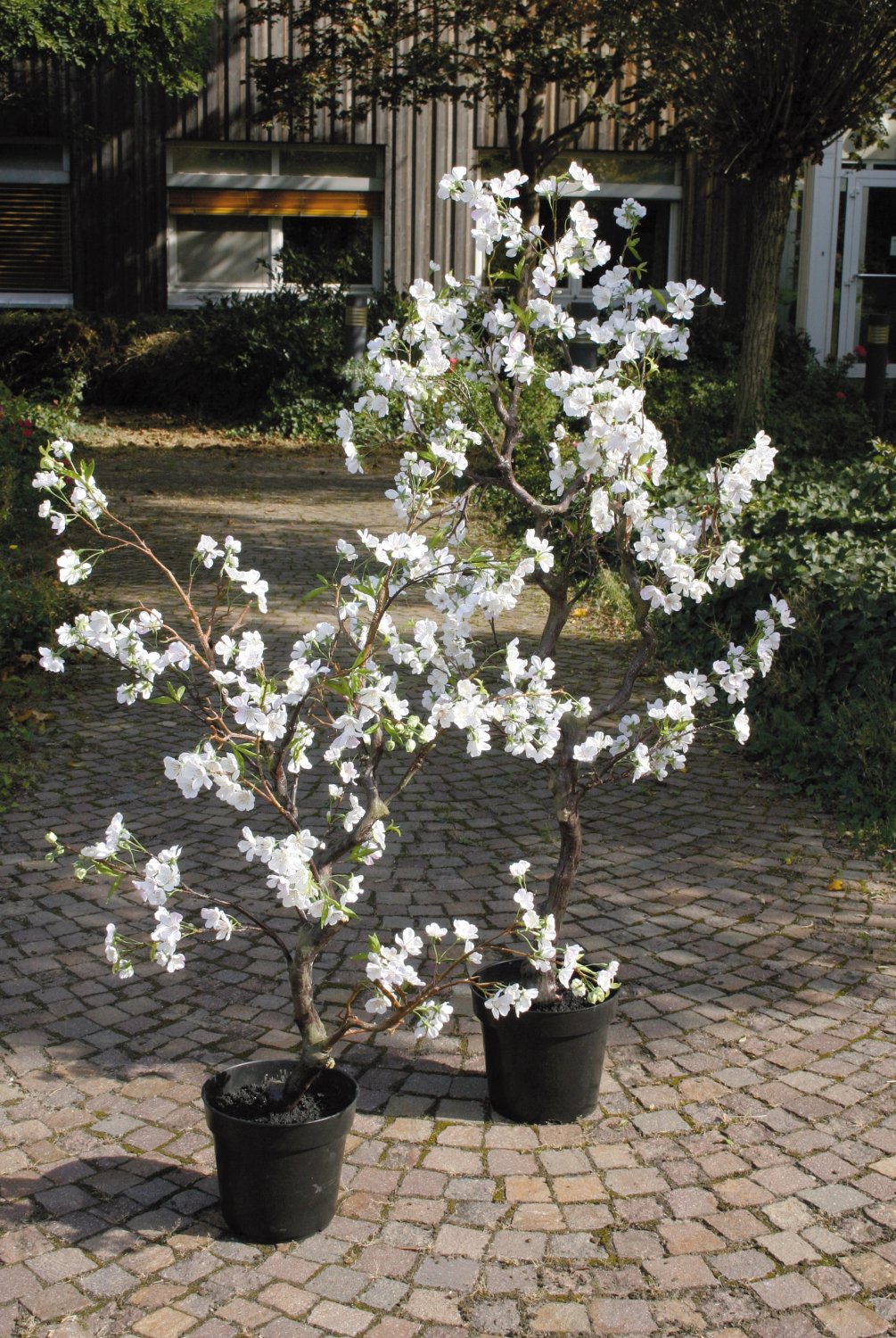 5501 778 a3 Пластиковая груша в горшке, 160 см, бежево-белая H-andreas  - Вид №5