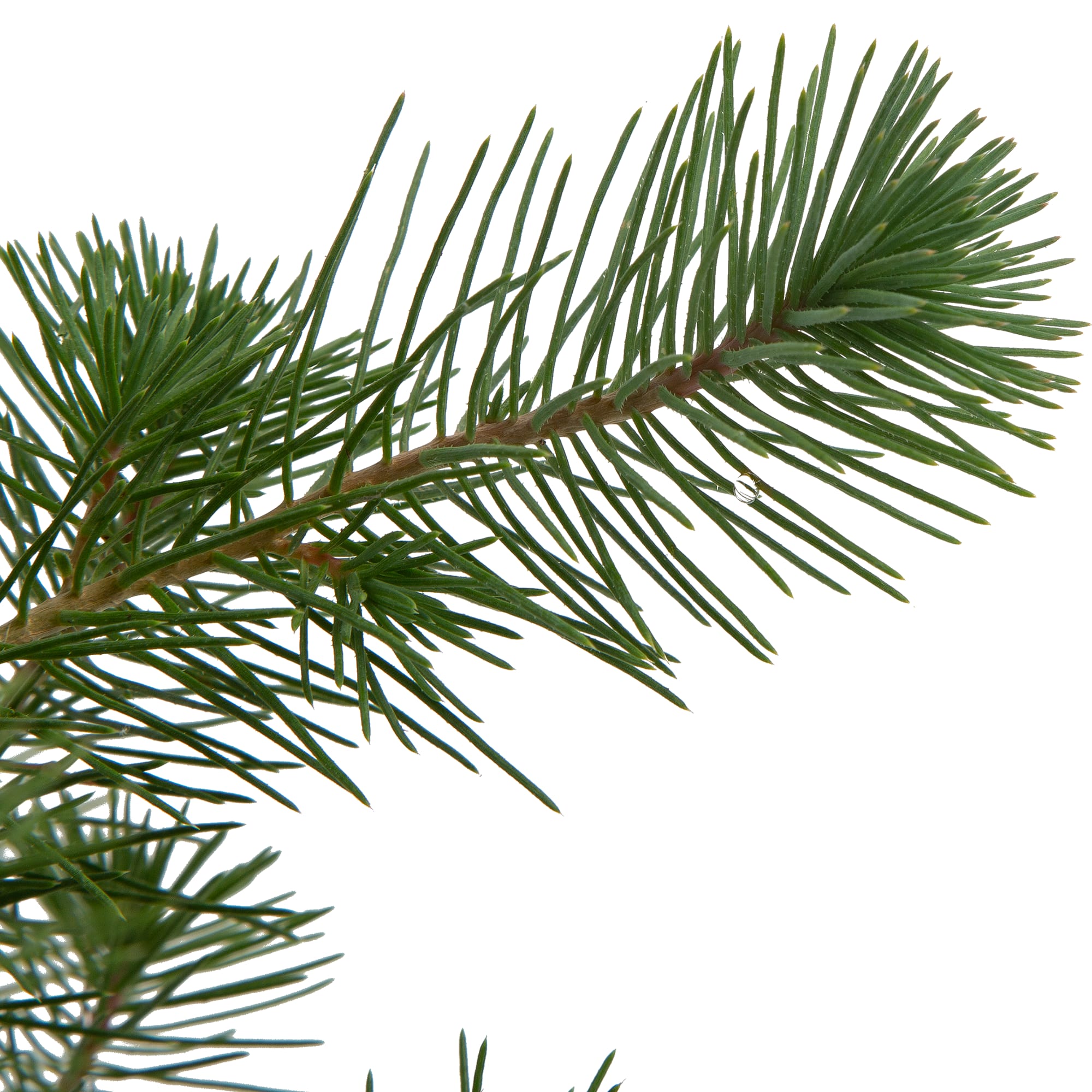 82769606 Сосна в кашпо Олень 14x40 см Santreyd  - Вид №1