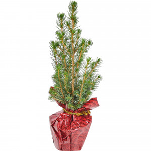 81929473 Ели Глауконика d9 h50, джут