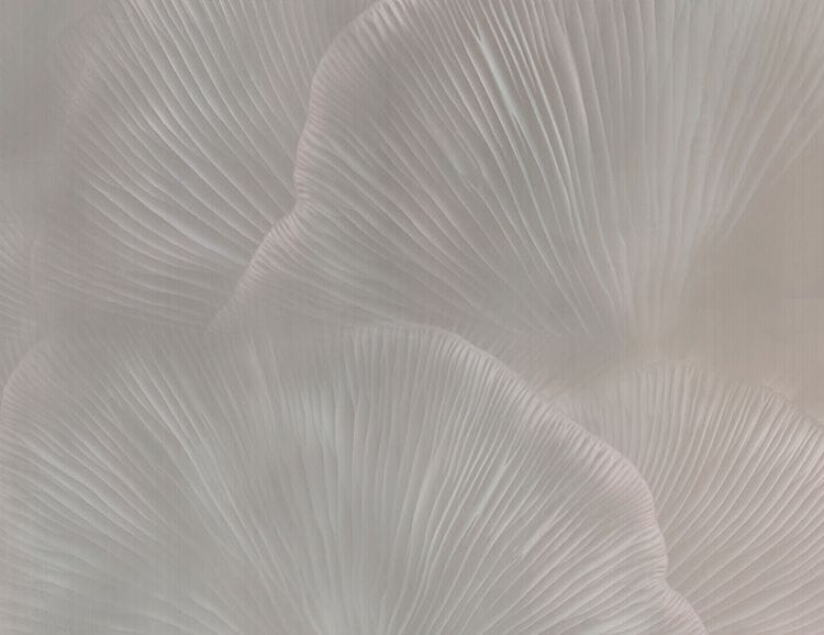 Нетканые обои Tecnografica Natural Shapes ARCH-00044355 - Вид №5