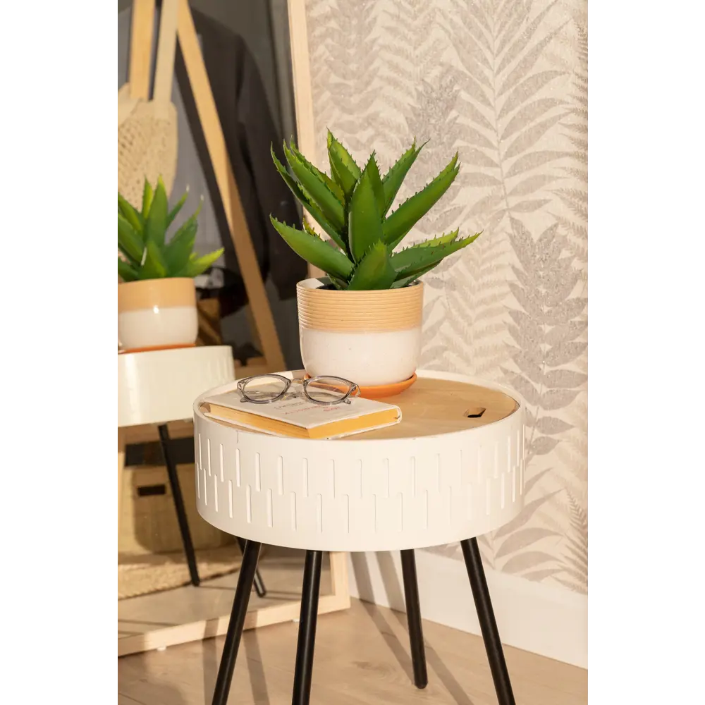 Santreyd Алоэ — комнатное растение с целебными свойствами 82579802 STLM-0030530 - Вид №6