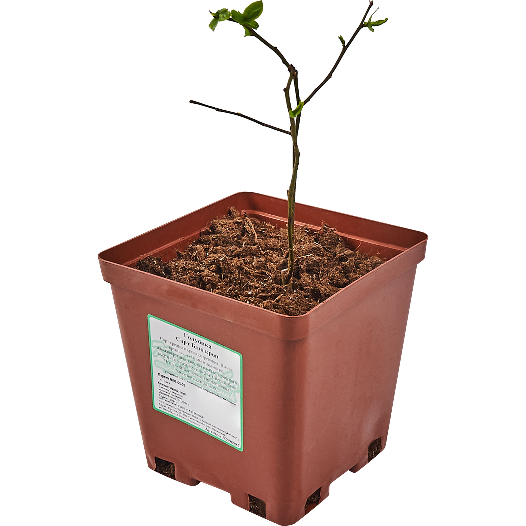 82596987 Голубика «Блю Кроп» C2 высота 30 см Santreyd  - Вид №2