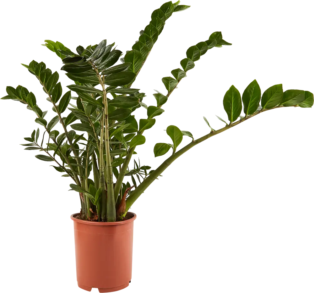 Santreyd Замиокулькас Росток - изящное комнатное растение для современного интерьера 84587064