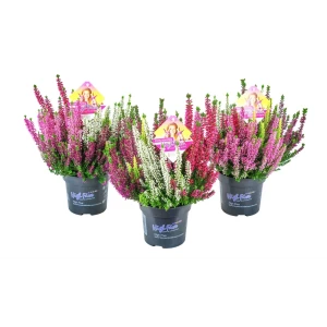 Santreyd Вереск Бьюти Ледис Хай Файв - вечнозеленый кустарник с красными цветами 89383117