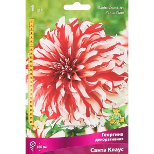Георгина декоративная Санта Клаус