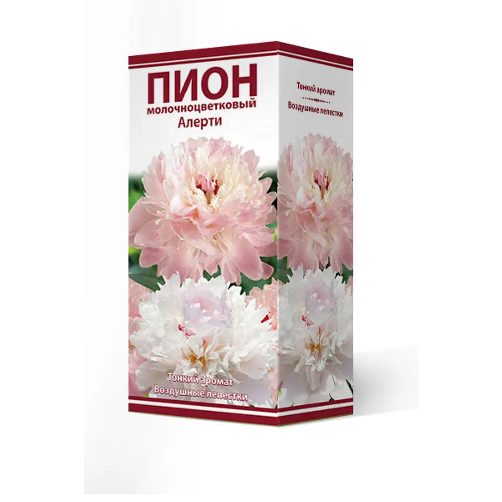 Пион молочно-цветковая Алерти 86410484 STLM-2181131 ПОИСК 
