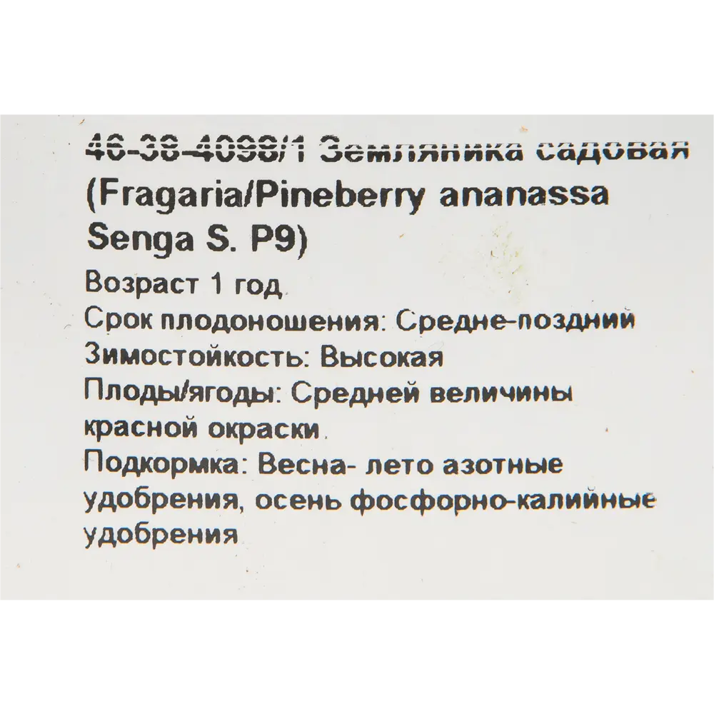 Земляника садовая «Зенга Зенгана» 9x15 см 82625407 STLM-2057853 PLANTMARKET  - Вид №1