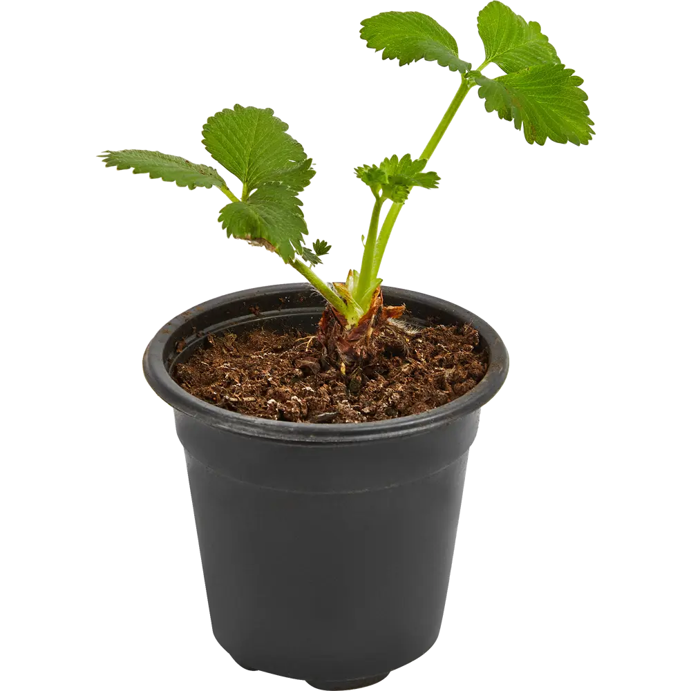 Земляника Сельва ø9 h15 см 84834866 STLM-2101586 PLANTMARKET  - Вид №2